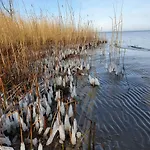 Seestern Strandnahe In * Hohen Wieschendorf