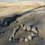 Seestern Strandnahe In * Hohen Wieschendorf