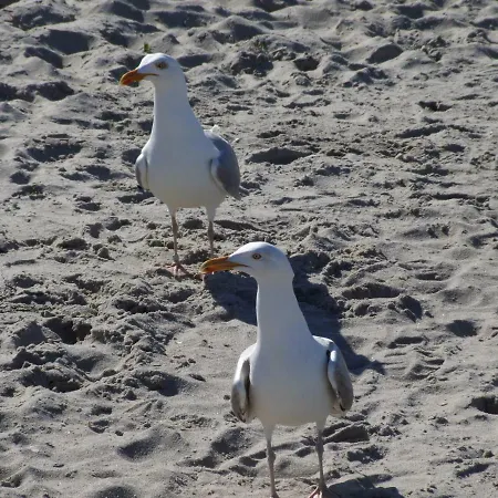 Appartement Seestern Strandnahe In *