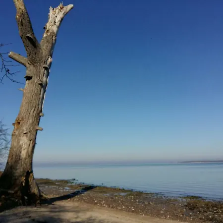 Seestern Strandnahe In Hohen Wieschendorf