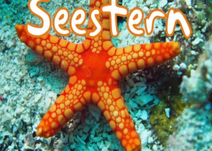 Seestern Strandnahe In