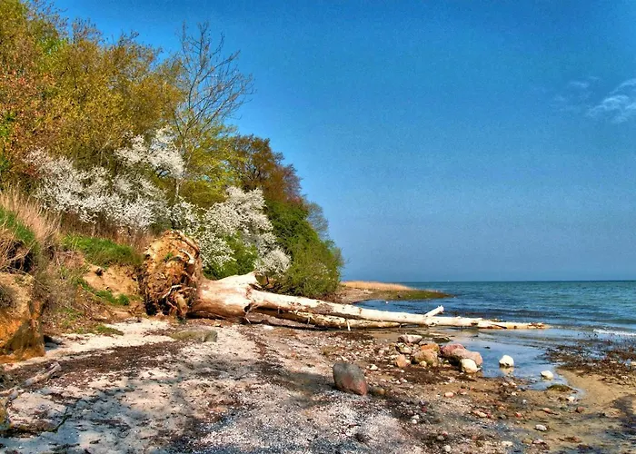 Seestern Strandnahe In * Hohen Wieschendorf