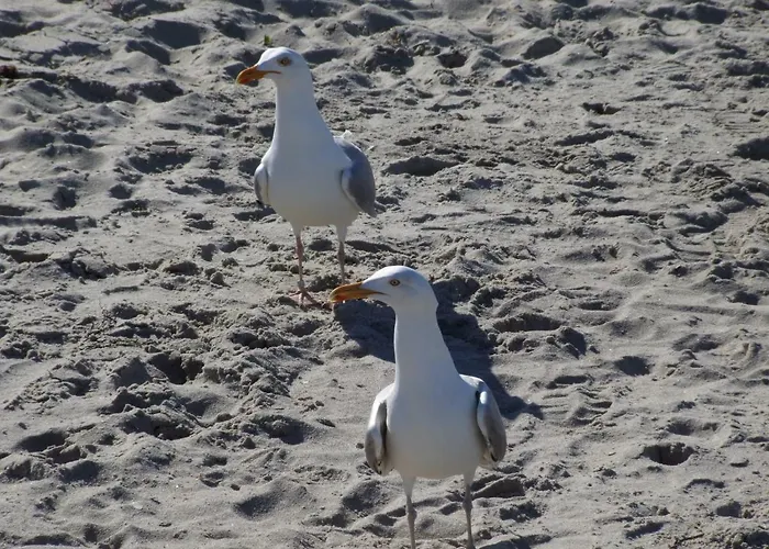 公寓 Seestern Strandnahe In *