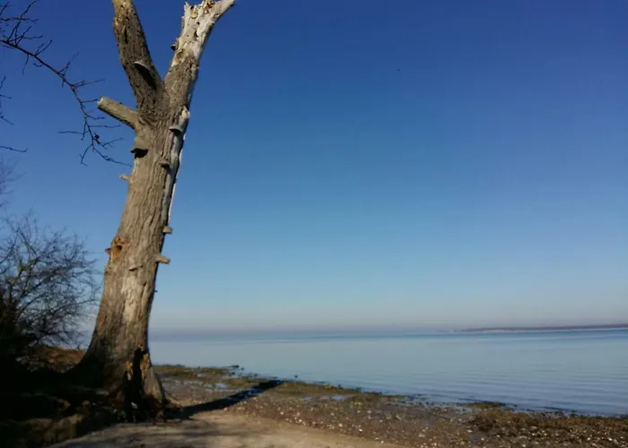 Seestern Strandnahe In Hohen Wieschendorf